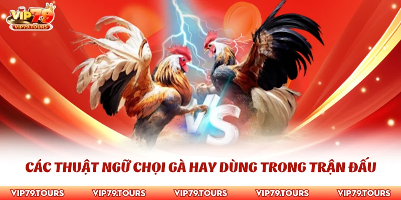 Thuật Ngữ Đá Gà - Cập Nhật Từ Điển Cho Người Mới Từ A Đến Z 3 Các thuật ngữ chọi gà hay dùng trong trận đấu