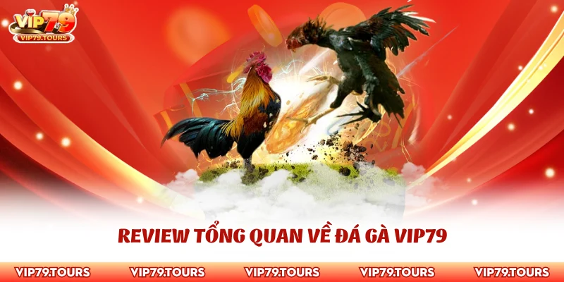 Đá Gà Vip79 1 Review tổng quan về đá gà Vip79
