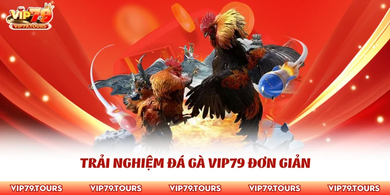 Đá Gà Vip79 3 Trải nghiệm đá gà Vip79 đơn giản