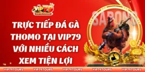 Trực tiếp đá gà Thomo