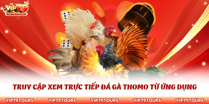 Trực Tiếp Đá Gà Thomo Tại Vip79 Với Nhiều Cách Xem Tiện Lợi 3 Truy cập xem trực tiếp đá gà Thomo từ ứng dụng